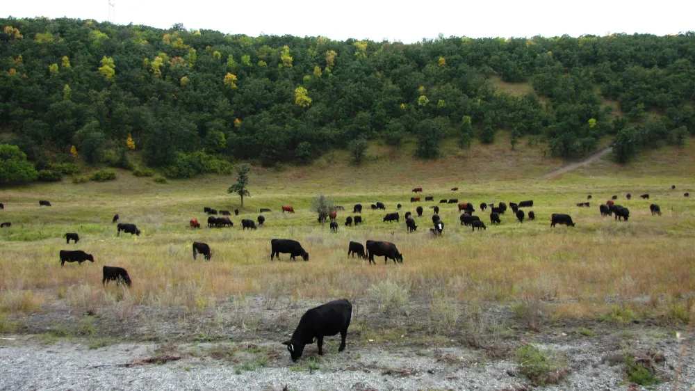 Fall grazing cows