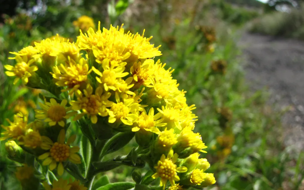 Stiff goldenrod
