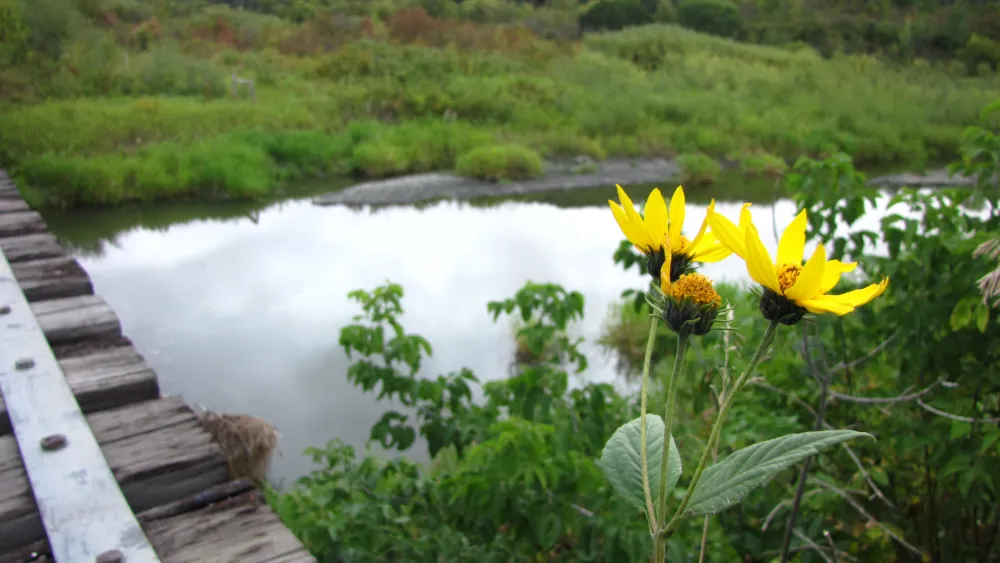 Stiff sunflower